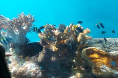 Australien