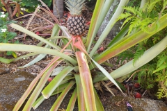 Australien