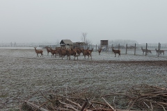 Wildtiergehege in Gerolfing