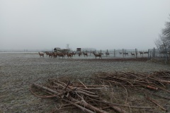 Wildtiergehege in Gerolfing