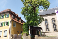 Storchenstadt Uehlfeld