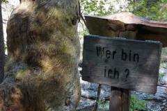 Kuhfluchtfälle