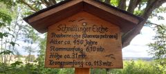 Die Schnittlinger Eiche