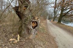 Im Wald bei Gerolfing