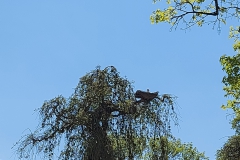 Storchenstatd Öttingen