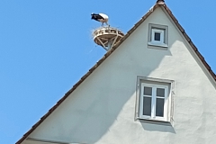 Storchenstadt Öttingen